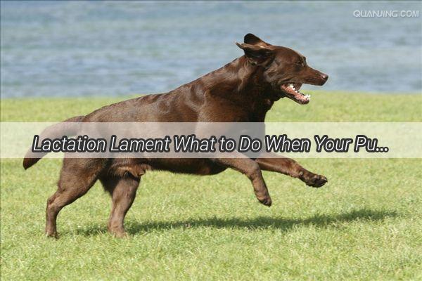 Lactation Lament What to Do When Your Pups Mommys Dry  A Heartwarming Journey Through a Doggy Dilemma